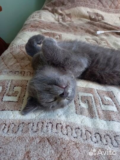 Феликс ищет дом