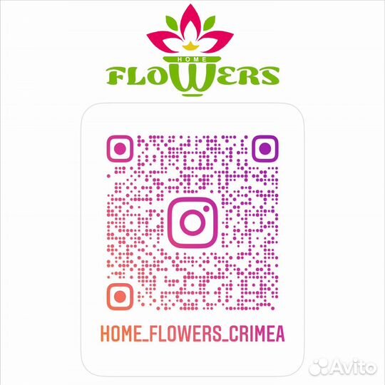 Орхидея Сезам