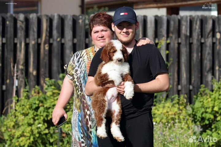 Королевские пудель от заводчика