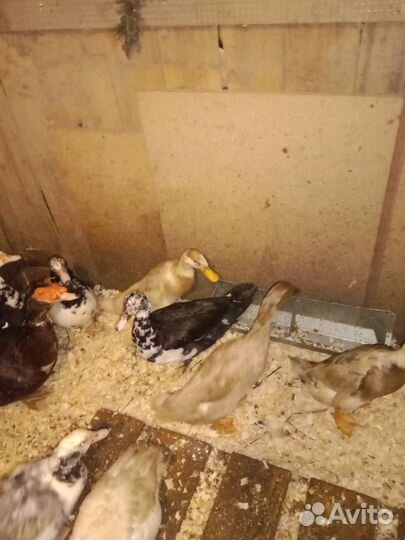 Утки индийский бегунок