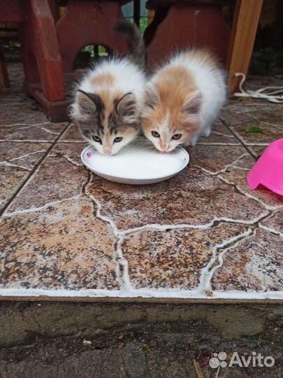 Котята в добрые руки бесплатно
