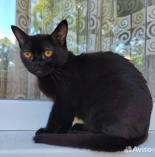 Бомбейский котик