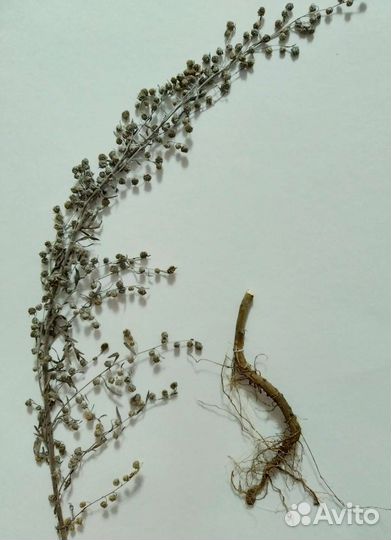 3 пождорожника. Гербарий