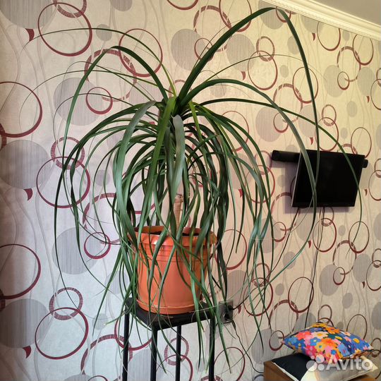 Цветок, Нолина или Бокарнея, вместе с подставкой