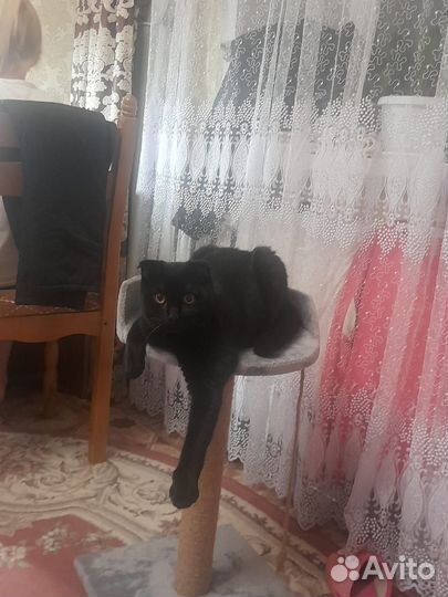 Котята рожденные 31.10.23