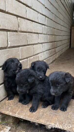 Щенки в добрые руки