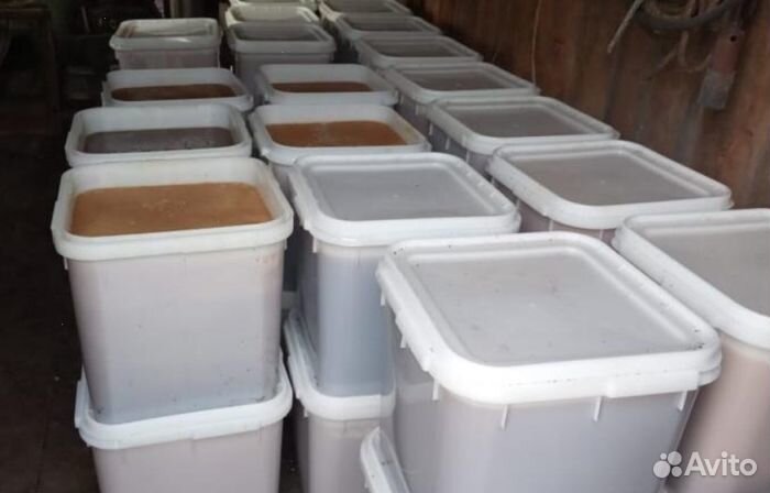 Мед натуральный Алтайский оптом от 16кг