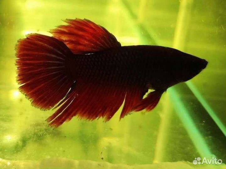 Рыбка петушок местного разведения 6 мес