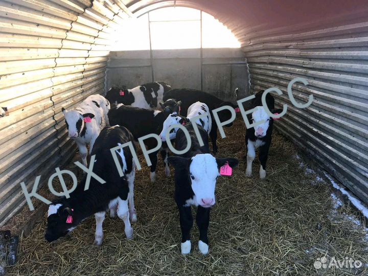 Бычки телята