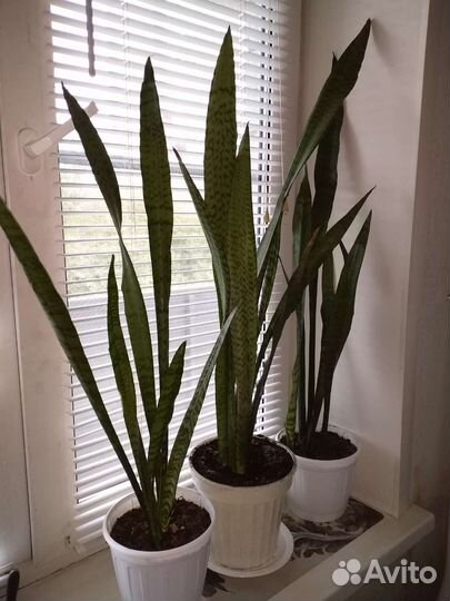 Сансевиерия щучий хвост