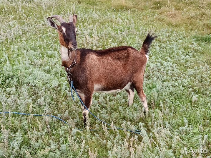 Коза дойная