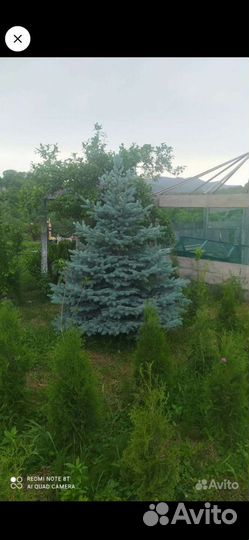 Ель голубая