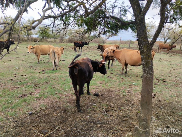 Домашние животные