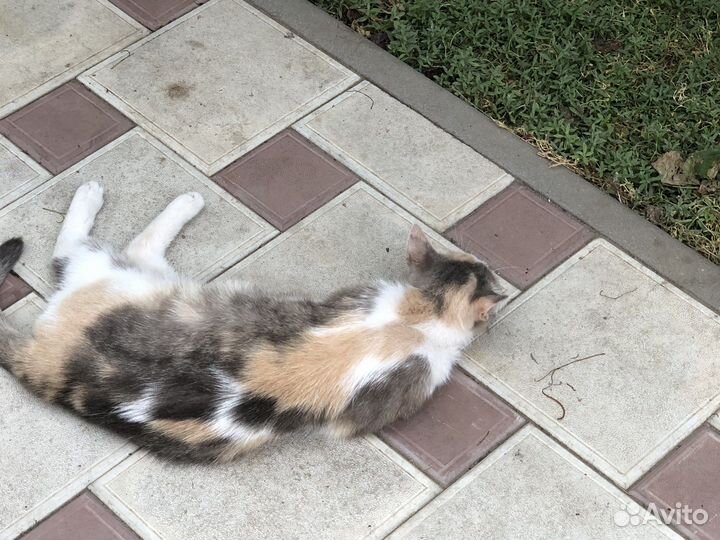 Самостоятельные котята