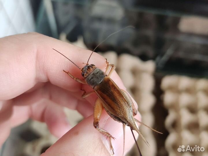 Кормовые насекомые, сверчек, зоофобас