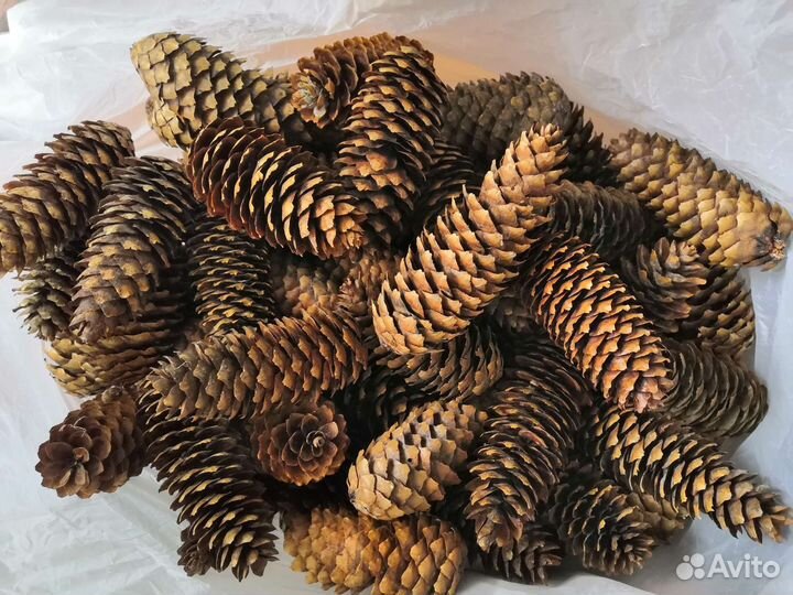 Шишки еловые/шишки сосновые