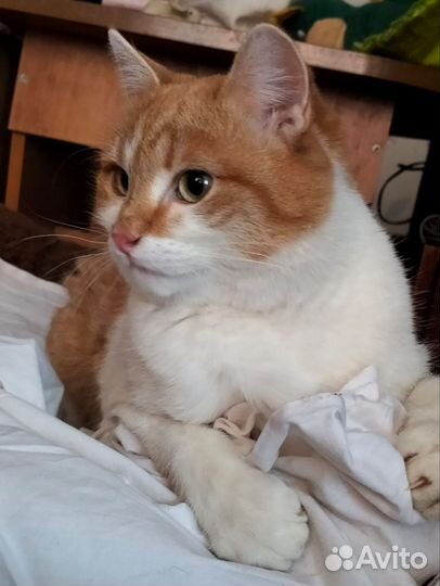 Котик ищет дом