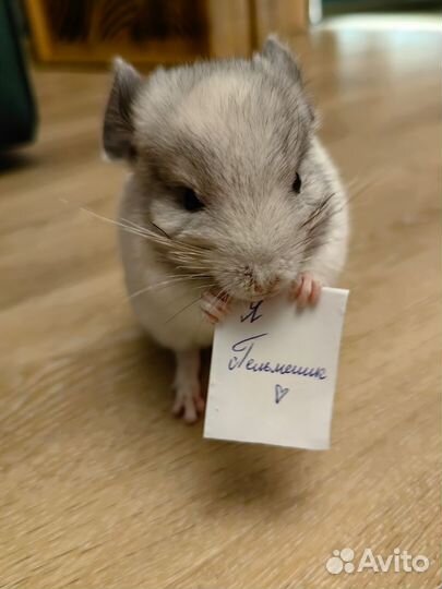 Шиншилла