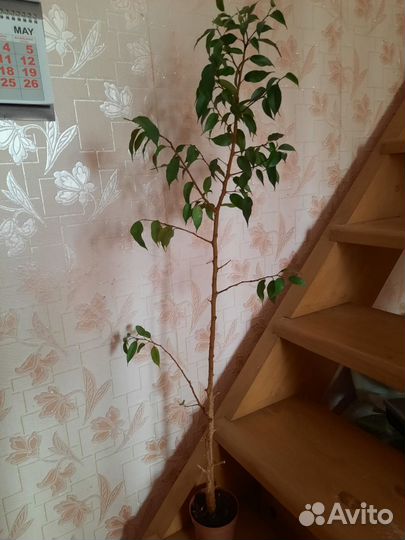 Фикус Бенджамина