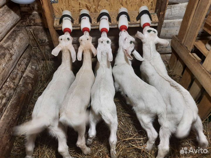 Козлята зааненские продаются