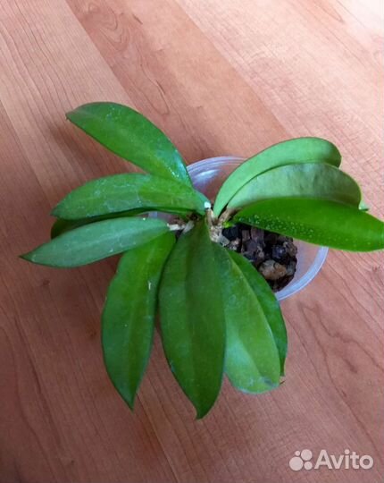 Хойя подростки Pink Dragon