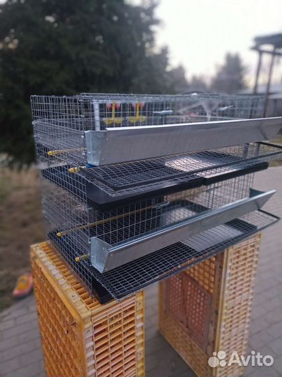 Клетка для перепелов на 60 перепелов