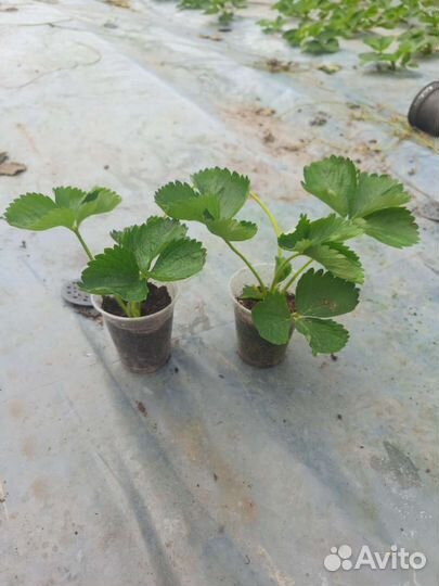 Клубника ремонтантная рассада