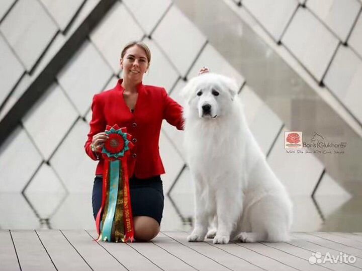 Профессиональный хендлер