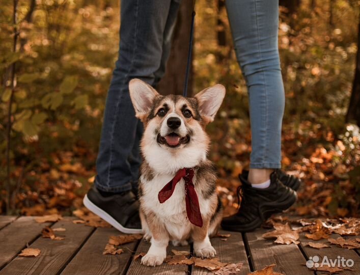 Фотосессия с корги