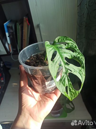 Монстера Манки Маск