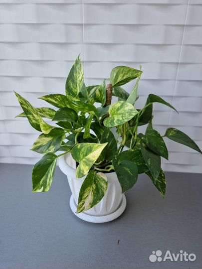 Сциндапсус золотистый