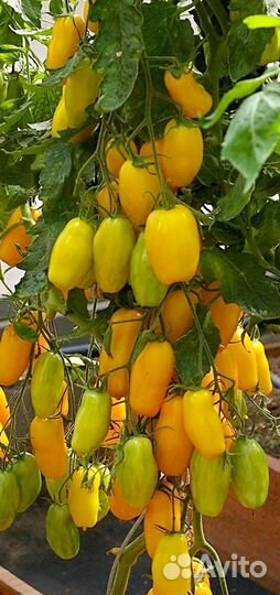 Семена лучших жёлтых сортовых томатов