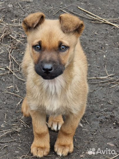 Собака
