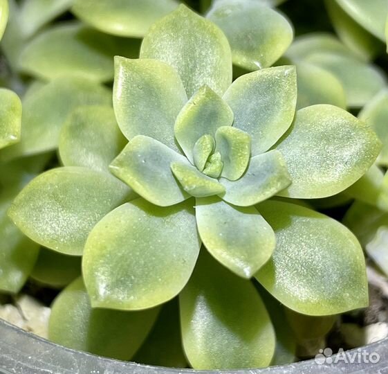 Суккуленты вариегатные