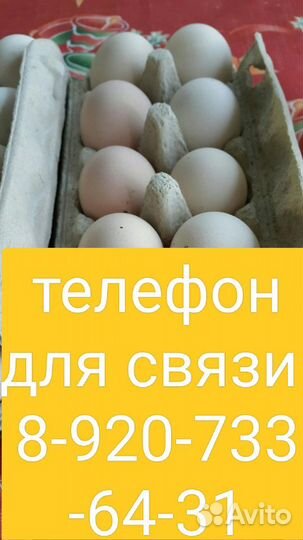 Яйца Куриные домашние. 10руб/шт