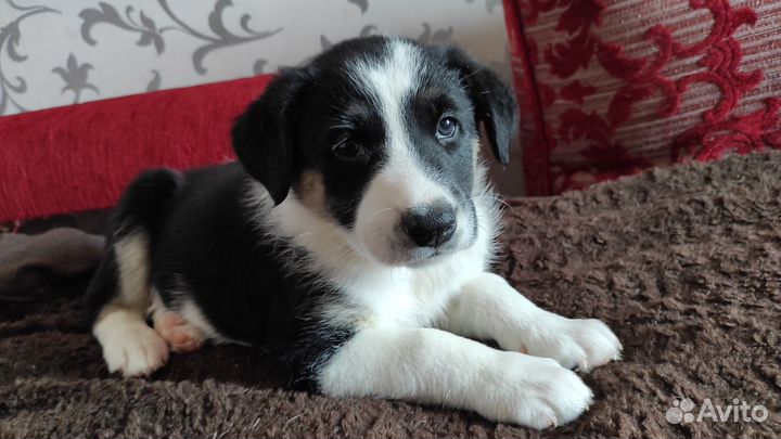 Родители щенка Метизы с овчарками