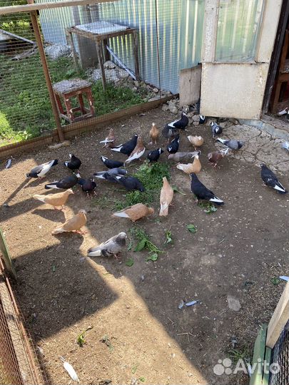 Продажа курских голубей
