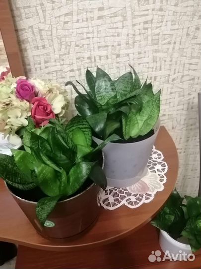 Коллекция комнатных растений