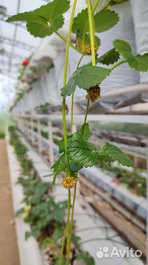 Аренда отапливаемой теплицы с клубникой