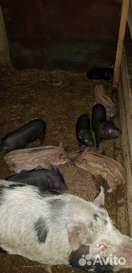 Вьетнамские поросята