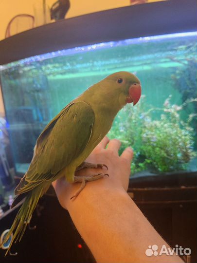 Ожереловый и александрийский попугай (малыши)