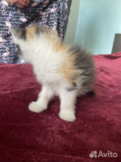 Котятки бесплатно