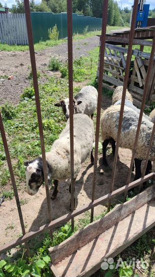 Овцы бараны