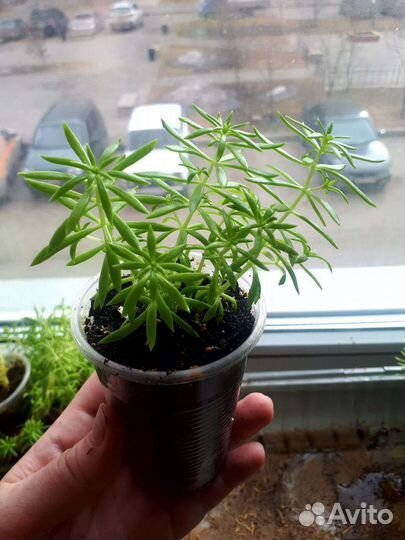 Очиток отогнутый 