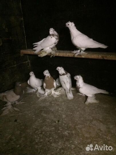 Голуби узбекские бакинцы турецкая такла