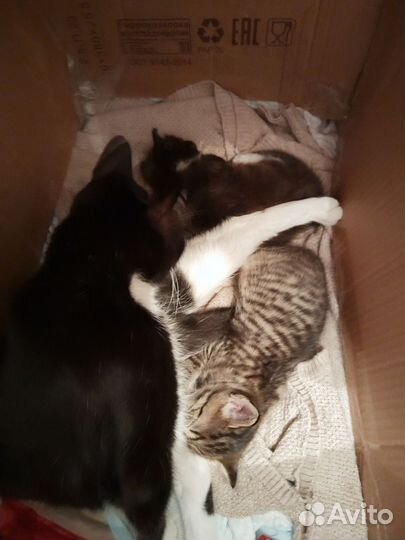 Котятки
