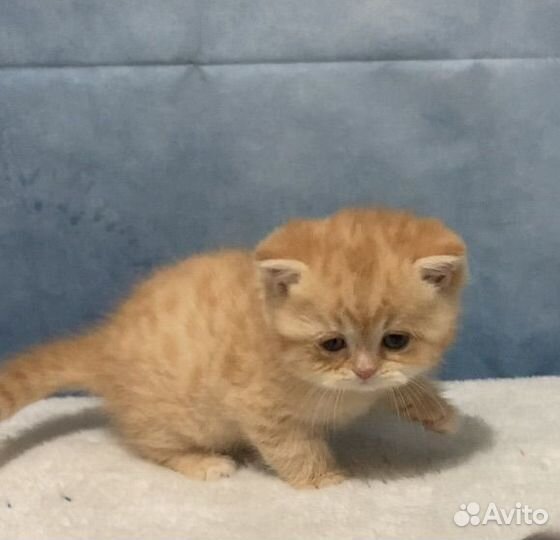 Солнечный британчик