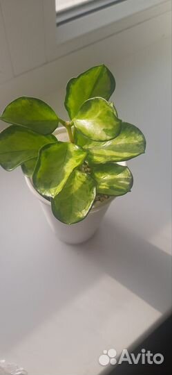 Хойя аустралис лиза