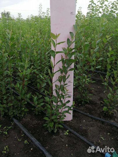 Кизильник блестящий, живая изгородь, забор