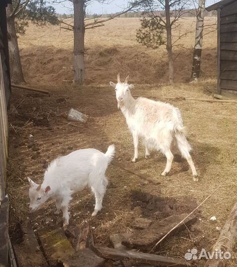 Козы дойные